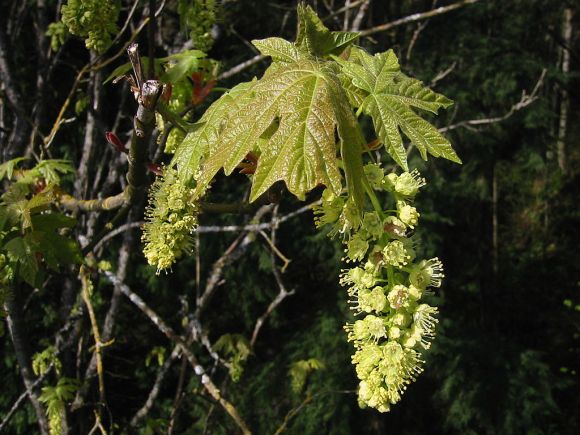 Bigleaf Maple, Acer macrophyllum, near Ravenna Park, Seattle.